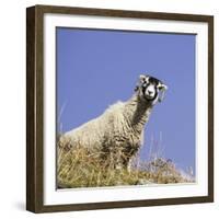 Close Up of the Traditional Black Faced Swaledale Sheep Found Throughout the Yorkshire Dales-John Woodworth-Framed Photographic Print