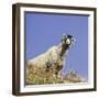 Close Up of the Traditional Black Faced Swaledale Sheep Found Throughout the Yorkshire Dales-John Woodworth-Framed Photographic Print