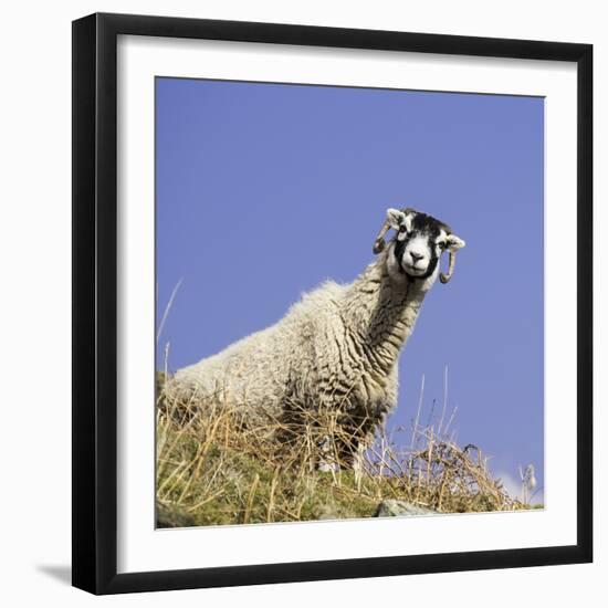 Close Up of the Traditional Black Faced Swaledale Sheep Found Throughout the Yorkshire Dales-John Woodworth-Framed Photographic Print