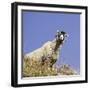 Close Up of the Traditional Black Faced Swaledale Sheep Found Throughout the Yorkshire Dales-John Woodworth-Framed Photographic Print