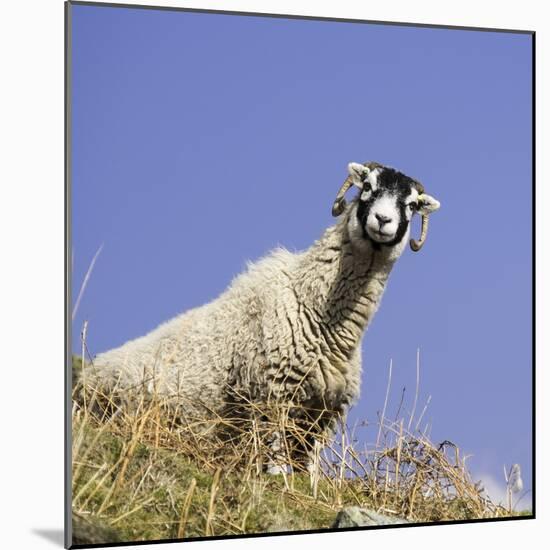 Close Up of the Traditional Black Faced Swaledale Sheep Found Throughout the Yorkshire Dales-John Woodworth-Mounted Photographic Print