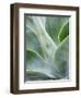 Close-up of the tropical Agave plant.-Julie Eggers-Framed Photographic Print