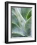 Close-up of the tropical Agave plant.-Julie Eggers-Framed Photographic Print