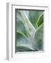 Close-up of the tropical Agave plant.-Julie Eggers-Framed Photographic Print