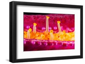 Close up of the tube feet of a Purple velvet seastar, Hawaii-David Fleetham-Framed Photographic Print