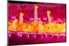 Close up of the tube feet of a Purple velvet seastar, Hawaii-David Fleetham-Mounted Photographic Print