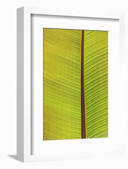 Close-up of the underside of a leaf. Portland, Oregon, USA-Stuart Westmorland-Framed Photographic Print