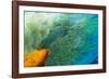 Close Up of the Wing and Feathers of a Beautiful Wild Harlequin Macaw-Alex Saberi-Framed Photographic Print