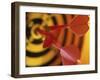 Close-up of Three Darts in the Bull's-Eye of a Dartboard-null-Framed Photographic Print