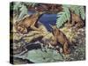 Close-Up of Three Darwin's Frogs in the Forest (Rhinoderma Darwinii)-null-Stretched Canvas