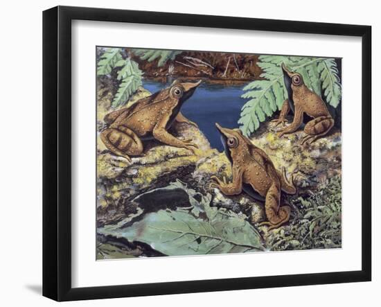 Close-Up of Three Darwin's Frogs in the Forest (Rhinoderma Darwinii)-null-Framed Giclee Print
