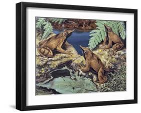 Close-Up of Three Darwin's Frogs in the Forest (Rhinoderma Darwinii)-null-Framed Giclee Print