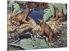 Close-Up of Three Darwin's Frogs in the Forest (Rhinoderma Darwinii)-null-Stretched Canvas