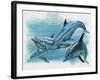 Close-Up of Three Dolphins (Delphinus Delphis)-null-Framed Giclee Print