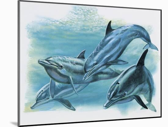 Close-Up of Three Dolphins (Delphinus Delphis)-null-Mounted Giclee Print