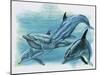 Close-Up of Three Dolphins (Delphinus Delphis)-null-Mounted Giclee Print