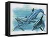 Close-Up of Three Dolphins (Delphinus Delphis)-null-Framed Stretched Canvas