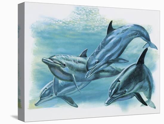 Close-Up of Three Dolphins (Delphinus Delphis)-null-Stretched Canvas