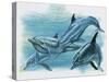 Close-Up of Three Dolphins (Delphinus Delphis)-null-Stretched Canvas