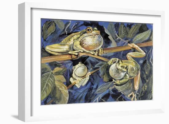 Close-Up of Three European Tree Frogs on a Tree (Hyla Arborea)-null-Framed Giclee Print