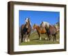 Close-up of three horses, Basque mountains, Spain-Panoramic Images-Framed Photographic Print