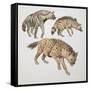 Close-Up of Three Hyena Dogs-null-Framed Stretched Canvas