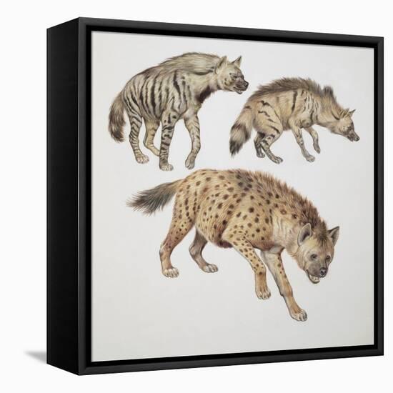 Close-Up of Three Hyena Dogs-null-Framed Stretched Canvas