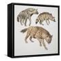 Close-Up of Three Hyena Dogs-null-Framed Stretched Canvas