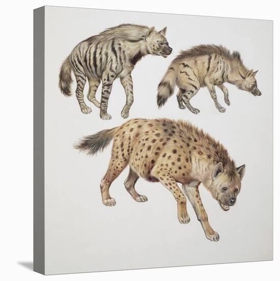 Close-Up of Three Hyena Dogs-null-Stretched Canvas