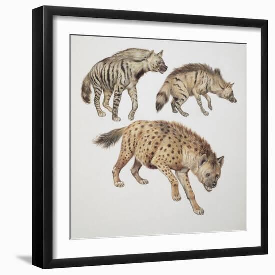 Close-Up of Three Hyena Dogs-null-Framed Giclee Print