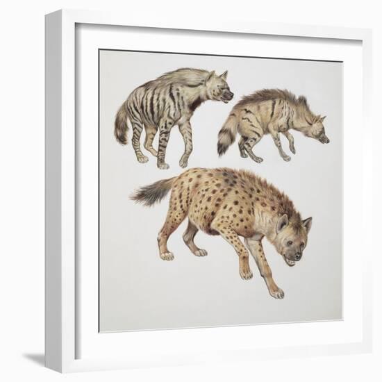 Close-Up of Three Hyena Dogs-null-Framed Giclee Print