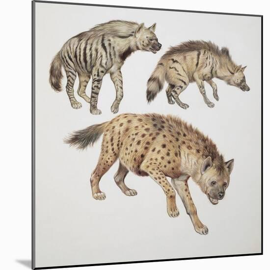 Close-Up of Three Hyena Dogs-null-Mounted Giclee Print