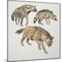 Close-Up of Three Hyena Dogs-null-Mounted Premium Giclee Print