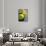 Close-up of Three Tennis Balls-null-Framed Stretched Canvas displayed on a wall