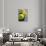 Close-up of Three Tennis Balls-null-Stretched Canvas displayed on a wall