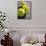 Close-up of Three Tennis Balls-null-Mounted Photographic Print displayed on a wall