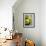 Close-up of Three Tennis Balls-null-Framed Photographic Print displayed on a wall