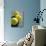 Close-up of Three Tennis Balls-null-Photographic Print displayed on a wall