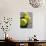 Close-up of Three Tennis Balls-null-Photographic Print displayed on a wall