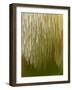 Close-up of Tiered tooth fungus, UK-Andy Sands-Framed Photographic Print