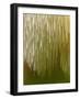 Close-up of Tiered tooth fungus, UK-Andy Sands-Framed Photographic Print