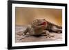 Close-Up of Tokay Gecko Lizard on Rock, North Carolina, USA-null-Framed Photographic Print