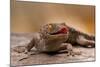 Close-Up of Tokay Gecko Lizard on Rock, North Carolina, USA-null-Mounted Photographic Print