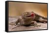 Close-Up of Tokay Gecko Lizard on Rock, North Carolina, USA-null-Framed Stretched Canvas