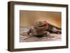 Close-Up of Tokay Gecko Lizard on Rock, North Carolina, USA-null-Framed Photographic Print