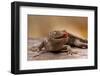 Close-Up of Tokay Gecko Lizard on Rock, North Carolina, USA-null-Framed Photographic Print