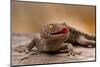 Close-Up of Tokay Gecko Lizard on Rock, North Carolina, USA-null-Mounted Photographic Print