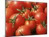Close-Up of Tomatoes, England, United Kingdom-Roy Rainford-Mounted Photographic Print