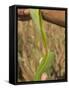 Close up of Torn Aloe Vera Leaf with Juice Running Out, Village of Borunda, Rajasthan State, India-Eitan Simanor-Framed Stretched Canvas
