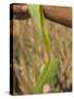 Close up of Torn Aloe Vera Leaf with Juice Running Out, Village of Borunda, Rajasthan State, India-Eitan Simanor-Stretched Canvas